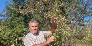 Köydeki ağacına bakmaya giden vatandaş gördüğü manzara karşısında d’ondu kaldı!