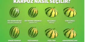 İyi karpuz nasıl seçilir? İyi karpuz seçmenin yolu! Meğerse p’üf noktası burası imiş..