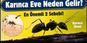 Eve Karınca Gelmesinin ALLLAHIN 7 İŞ’ARETİ VAR Nedeni ! Gerçekten Ş-a’ş ırtıcı