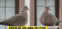 Balkonunuza kumru ya da güvercin konduysa eğer anlamı