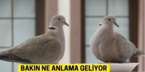 Balkonunuza kumru ya da güvercin konduysa eğer anlamı