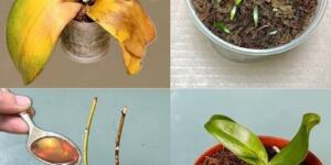 Sarı Orkide Yaprakları Nasıl Tedavi Edilir