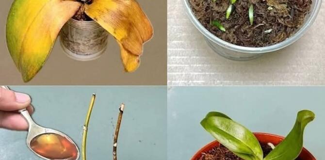 Sarı Orkide Yaprakları Nasıl Tedavi Edilir