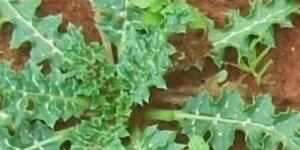 Bu bitki, safra kesesinde oluşan taşların düşürülmesi, mide a’ğrısı