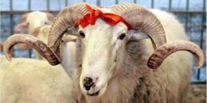 2026 K’urban Hisseleri Açıklandı..