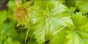 Varisin Doğal İlacı Meğer evdeymiş.. T”ARİFİ