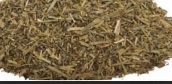 Kaşıntıyı Anında K’esen O M’ucı-ze Bitki..