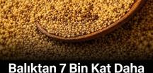 Balıktan 7 bin kat daha fazla omega-3 içeriyor!